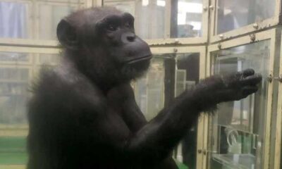 ‘Genius’ chimpanzee Ai dies in Japan at 49