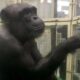 ‘Genius’ chimpanzee Ai dies in Japan at 49