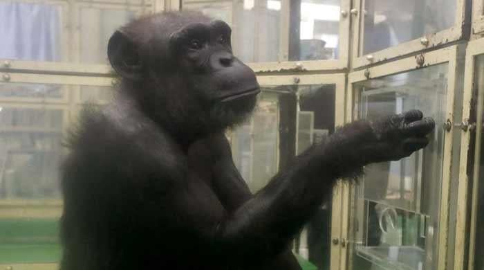 ‘Genius’ chimpanzee Ai dies in Japan at 49