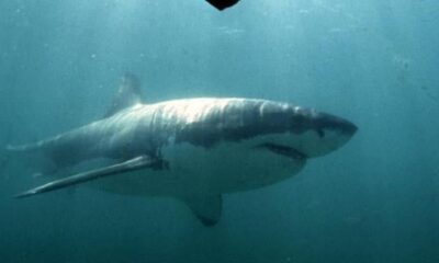 Shark mauls boy in Sydney Harbour