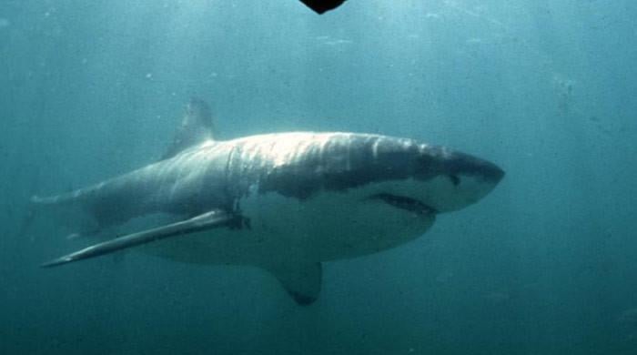 Shark mauls boy in Sydney Harbour