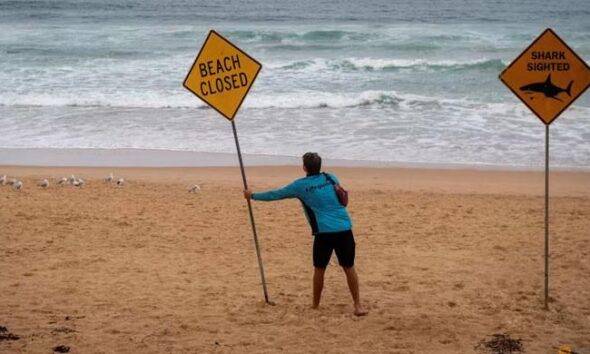 Sydney shuts beaches after fresh shark attack