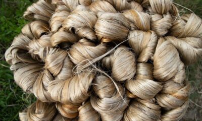 Bangladesh Bank extends raw jute exporters’ loan rescheduling period