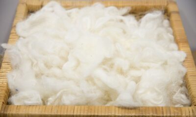 Currency shift drives Australian wool fall despite firm exports