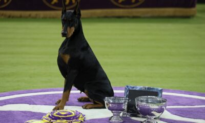 Doberman pinscher named Penny wins best in show at Westminster