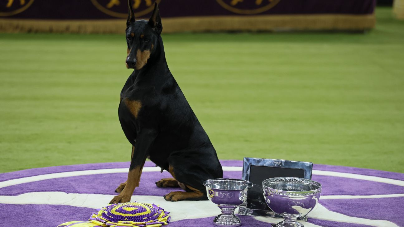 Doberman pinscher named Penny wins best in show at Westminster