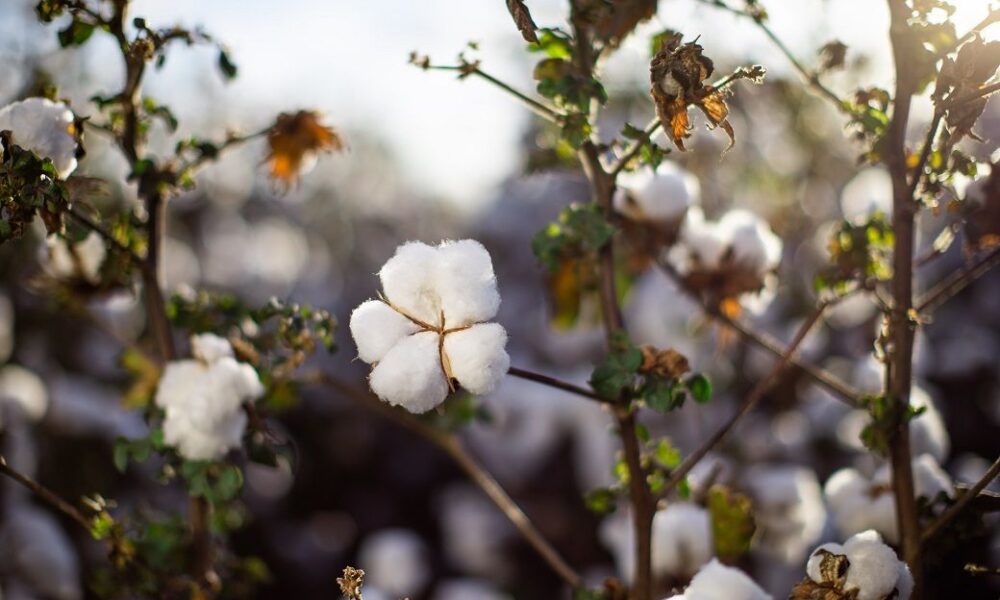 ICE cotton remains stable; bearish tone persists after WASDE report