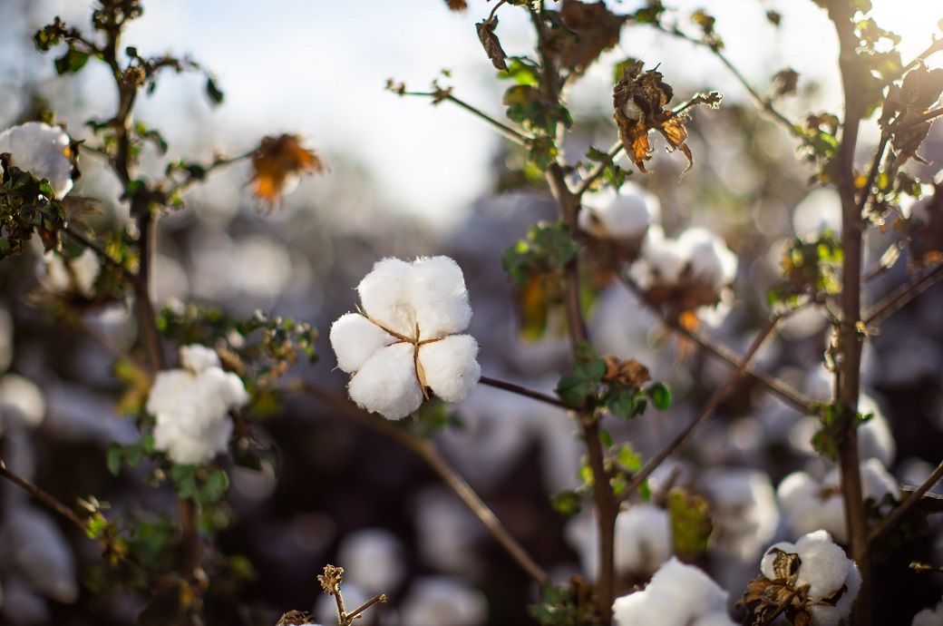 ICE cotton remains stable; bearish tone persists after WASDE report