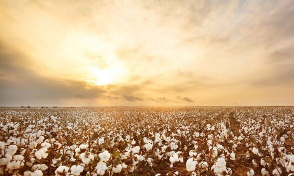 ICE cotton slides as strong dollar, metal sell-off hit prices