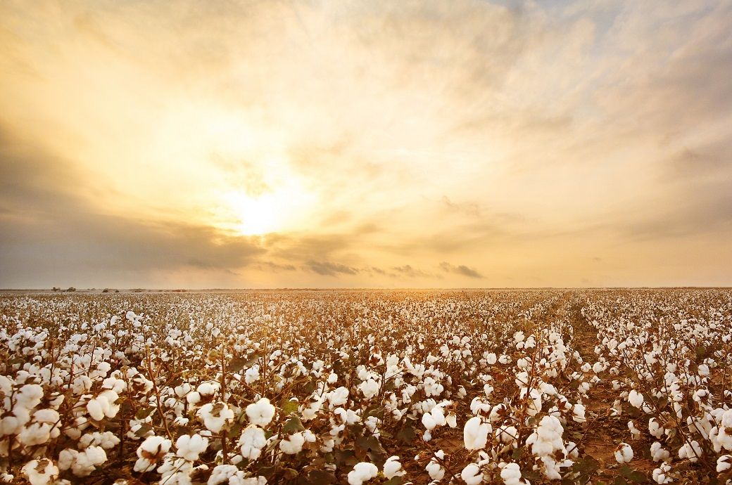 ICE cotton slides as strong dollar, metal sell-off hit prices