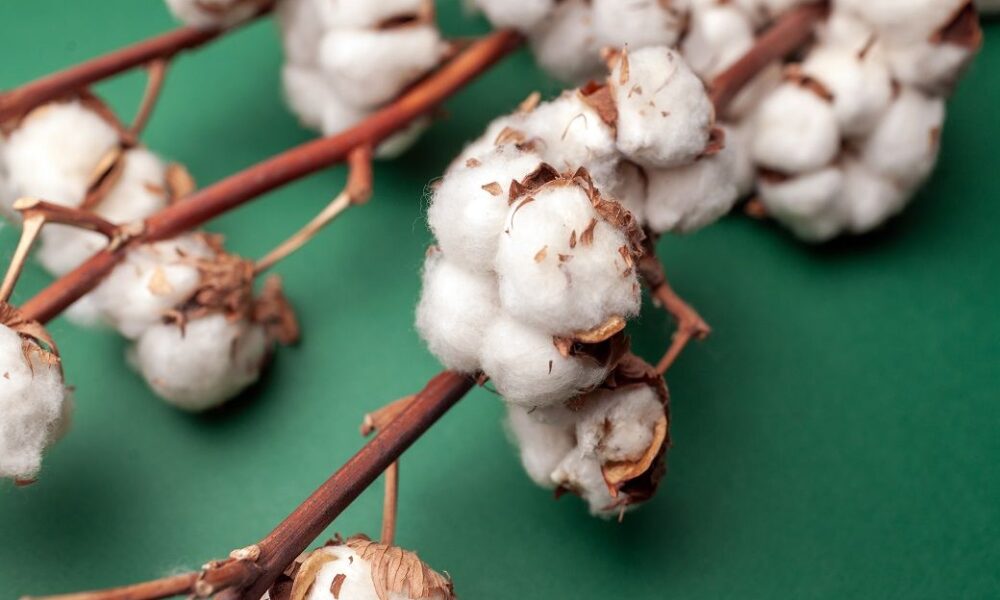 ICE cotton slips on rollover pressure, tariff worries