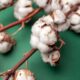 ICE cotton slips on rollover pressure, tariff worries