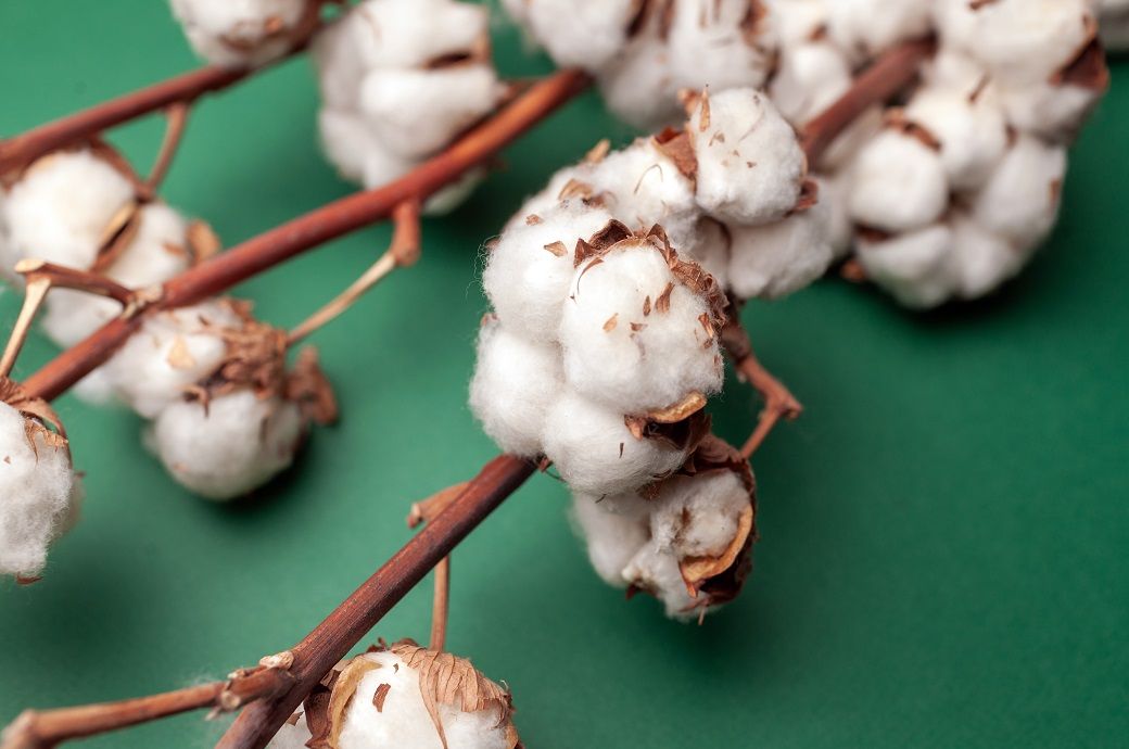 ICE cotton slips on rollover pressure, tariff worries