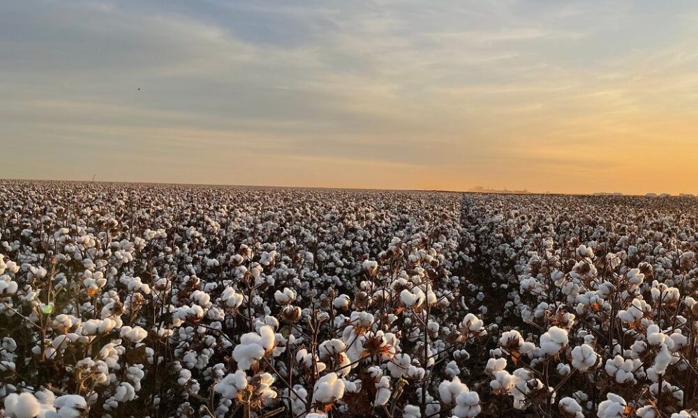 ICE cotton ticks higher on crude oil rally