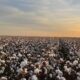 ICE cotton ticks higher on crude oil rally