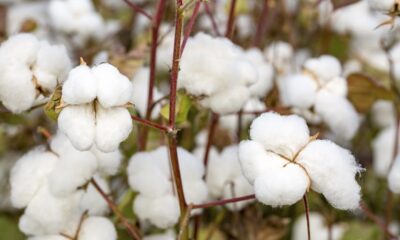 Late January lifts Brazil cotton prices as sellers hold firm