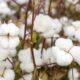 Late January lifts Brazil cotton prices as sellers hold firm