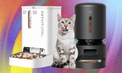 These WIRED-Tested Automatic Pet Feeders Are the Cat’s Meow