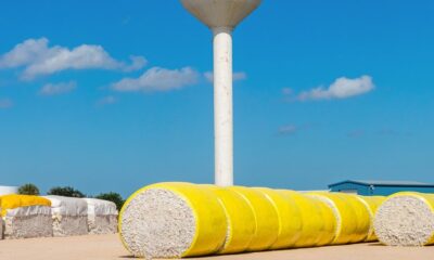 US Upland cotton exports increased but Pima notably down: USDA