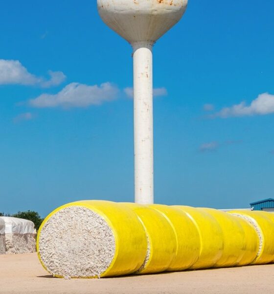 US Upland cotton exports increased but Pima notably down: USDA