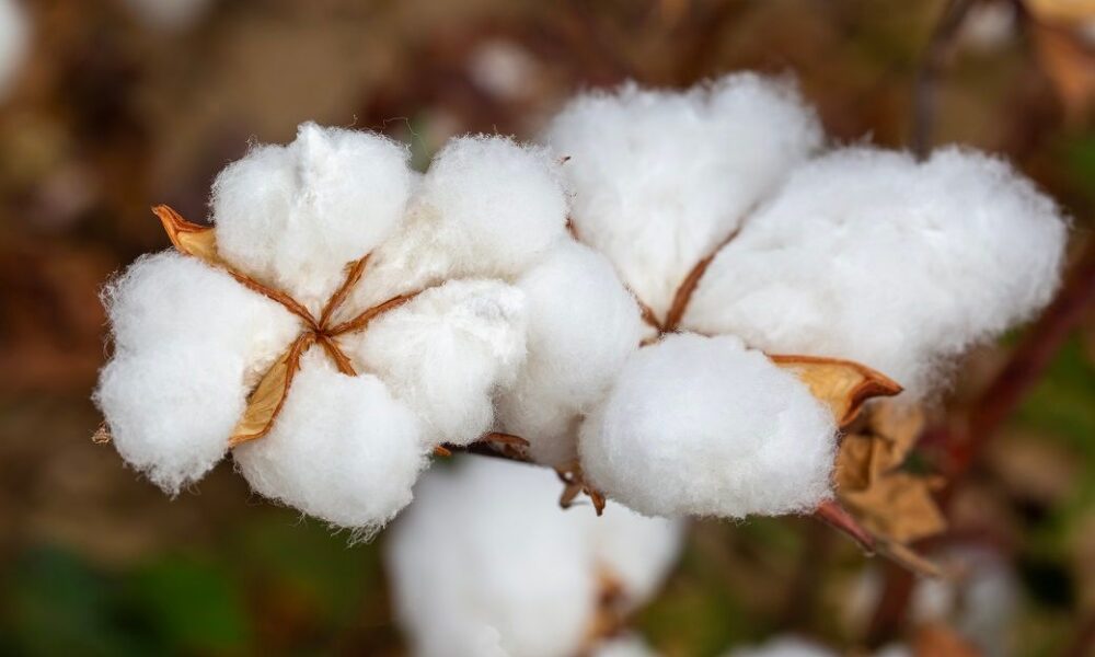 Uzbekistan to raise 2026 share of automated cotton harvesting to 70%