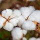 Uzbekistan to raise 2026 share of automated cotton harvesting to 70%