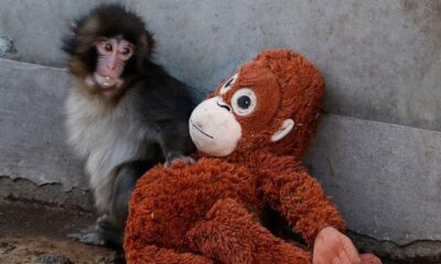 Viral monkey Punch makes IKEA toy global sensation: Here’s what it costs