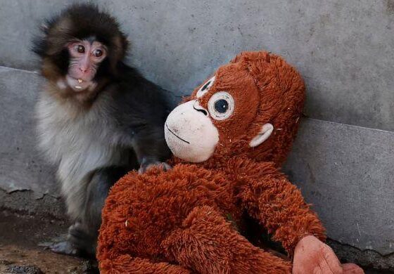 Viral monkey Punch makes IKEA toy global sensation: Here’s what it costs