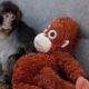 Viral monkey Punch makes IKEA toy global sensation: Here’s what it costs