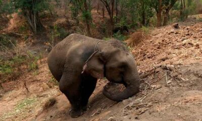 Elephant kills tourist at Thai national park