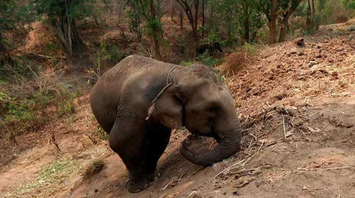 Elephant kills tourist at Thai national park
