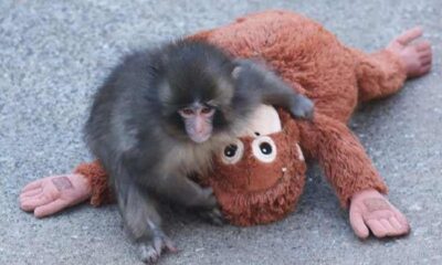 Rights group slams treatment of viral Japanese monkey