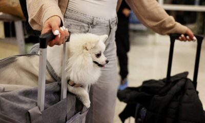 Dubai launches pet evacuation service for overseas travel