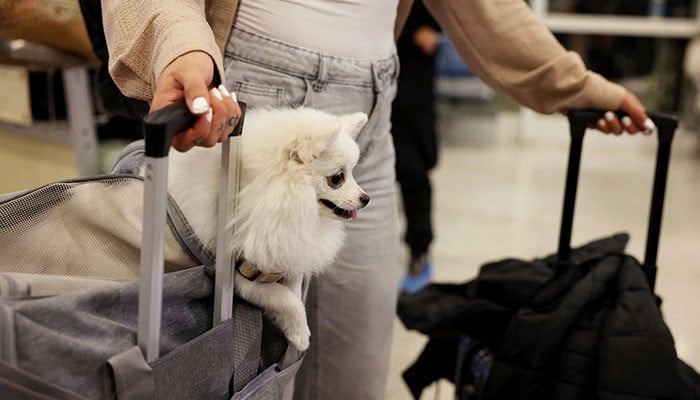 Dubai launches pet evacuation service for overseas travel