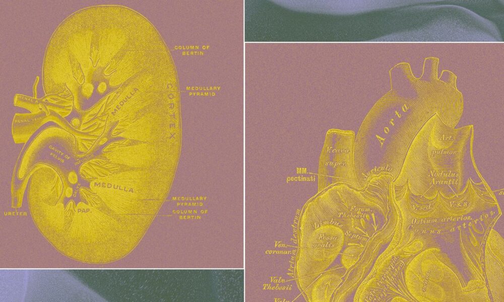 A Billionaire-Backed Startup Wants to Grow ‘Organ Sacks’ to Replace Animal Testing