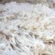 Australian wool market gains on strong merino demand