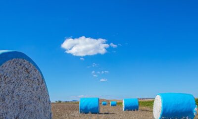CAI revises India’s 2025-26 cotton output upward to 320.5 lakh bales