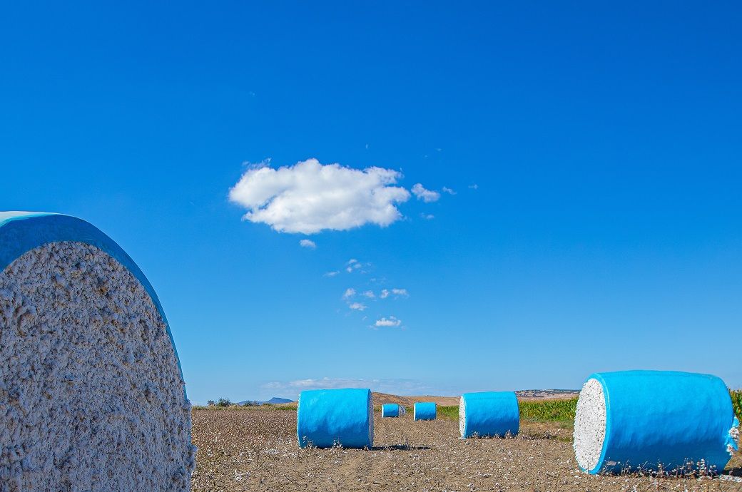 CAI revises India’s 2025-26 cotton output upward to 320.5 lakh bales