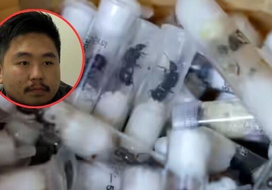 Chinese man arrested in Kenya trying to smuggle 2,200 live queen ants in his luggage