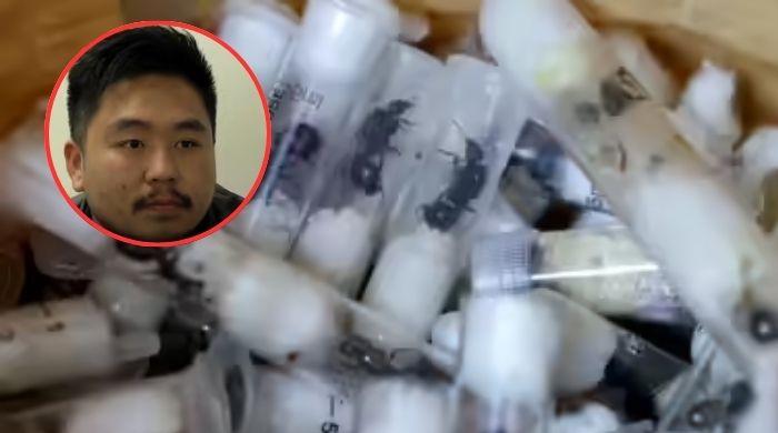 Chinese man arrested in Kenya trying to smuggle 2,200 live queen ants in his luggage
