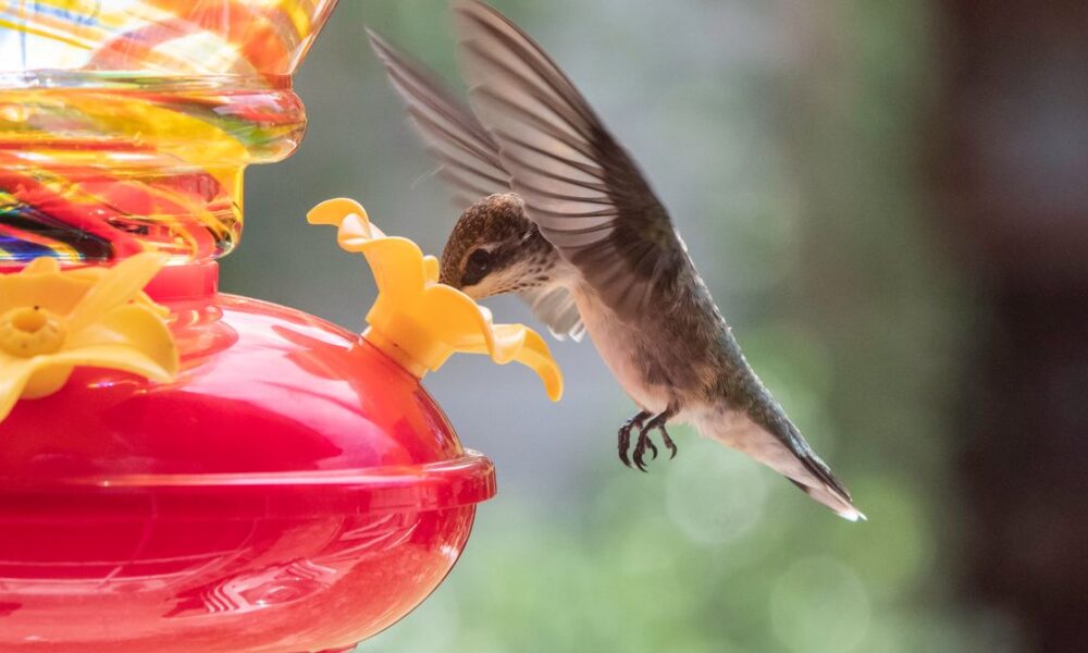 Don’t Risk Birdwatching FOMO—Put Out Your Hummingbird Feeders Now