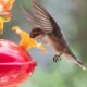 Don’t Risk Birdwatching FOMO—Put Out Your Hummingbird Feeders Now