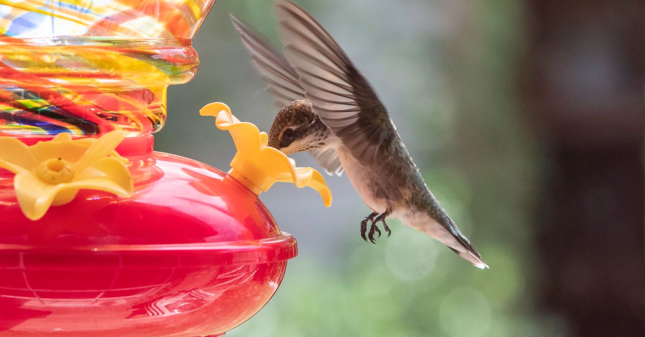 Don’t Risk Birdwatching FOMO—Put Out Your Hummingbird Feeders Now