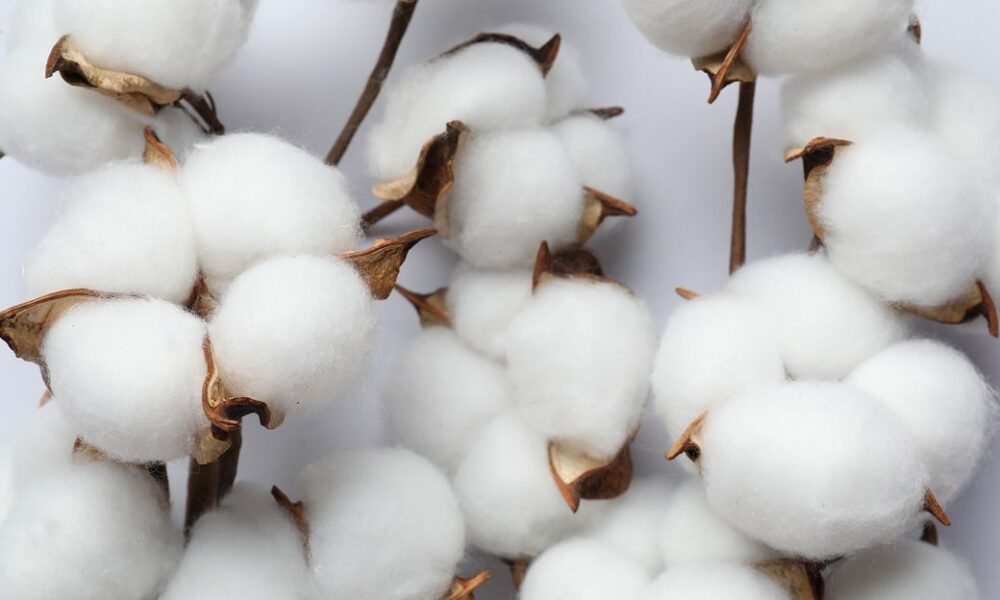 Global cotton benchmarks mostly steady as supply outlook improves