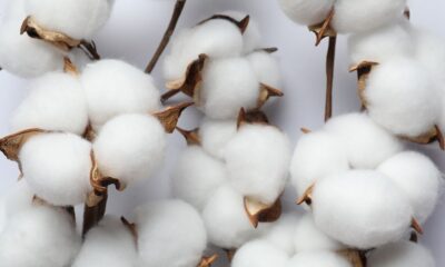 Global cotton benchmarks mostly steady as supply outlook improves