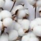 Global cotton benchmarks mostly steady as supply outlook improves