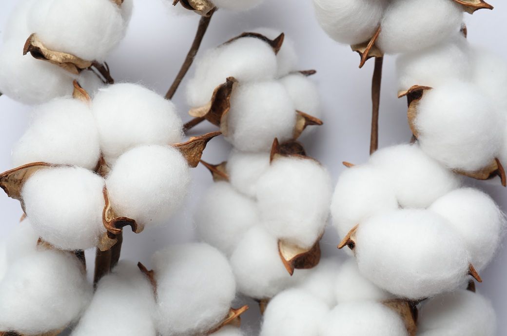 Global cotton benchmarks mostly steady as supply outlook improves