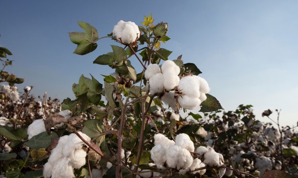 ICE cotton drops 1% on Middle East war, stronger US dollar