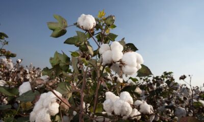 ICE cotton drops 1% on Middle East war, stronger US dollar