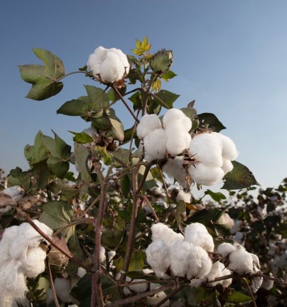 ICE cotton drops 1% on Middle East war, stronger US dollar